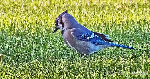 Blue Jay On The Ground_DSCF4883.jpg - Blue Jay (Cyanocitta cristata) photographed at Smiths Falls, Ontario, Canada.